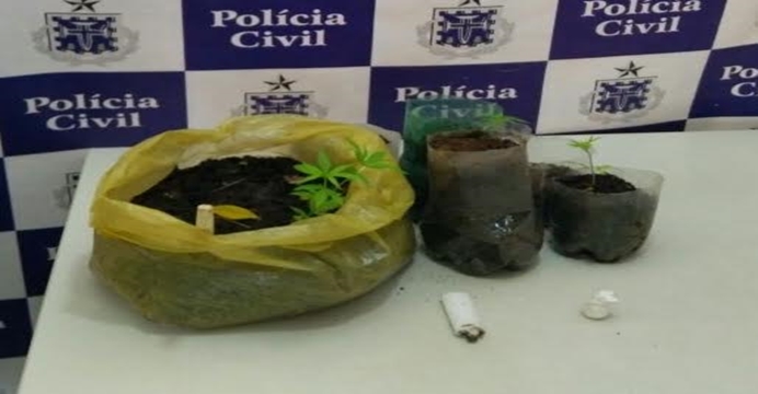 Plantação de maconha é queimada em Amargosa