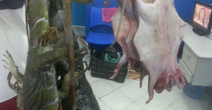 Carne de animais silvestres que seria comercializada na Bahia é apreendida