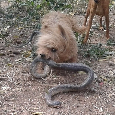 Cão mata serpente para salvar dona de ataque, mas é picado e morre