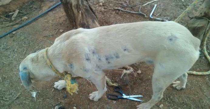 Moradores denunciam matador de cães e acusam polícia de descaso