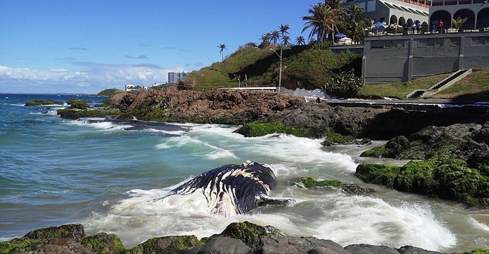 Baleia encalha na praia de Ondina em Salvador