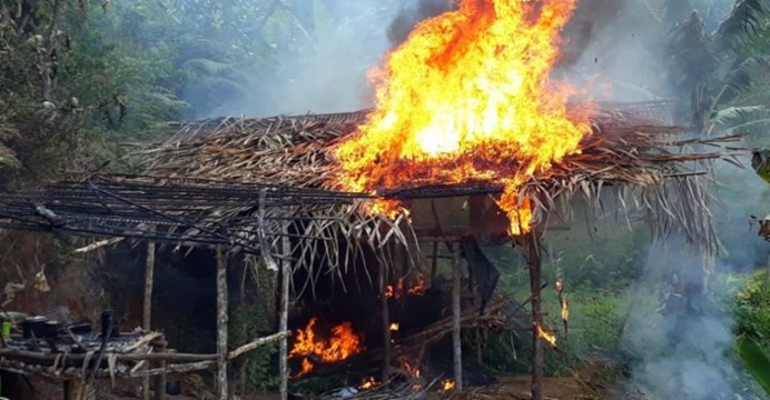 Plantação com 5 mil pés de maconha é incinerada em Gandu