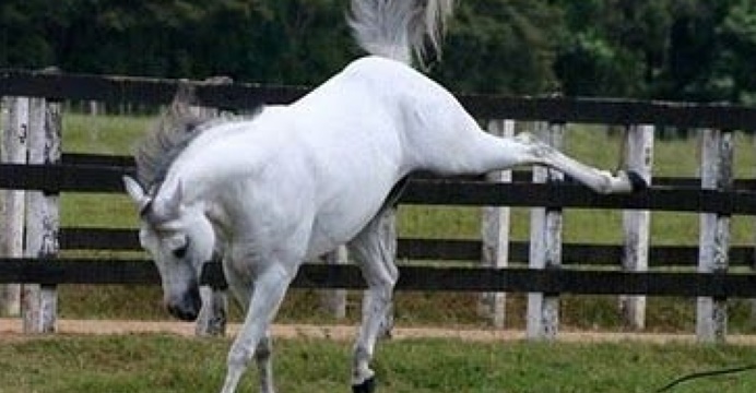 Vereador está na UTI em estado grave após levar coice de cavalo na cabeça,