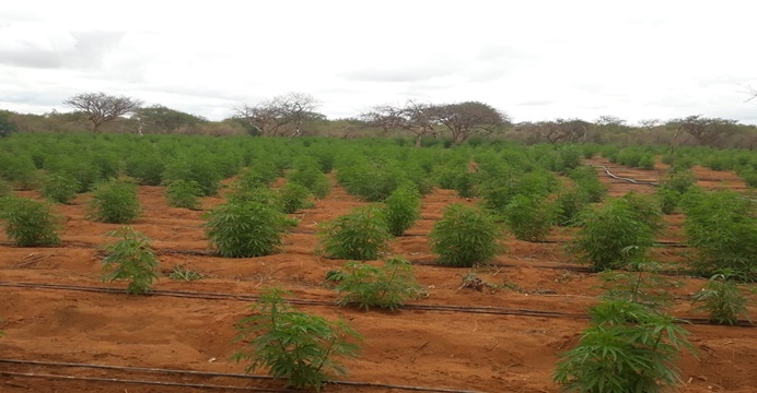 Com ajuda de drone, plantação com 18 mil pés de maconha é encontrada no norte da Bahia