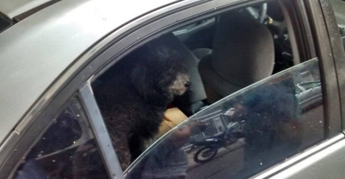 Cachorro trancado em carro é resgatado em Copacabana após latir por socorro