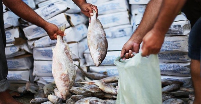 Ribeira: pescadores venderão peixes mais baratos às vésperas da Semana Santa