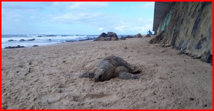 Tartaruga é encontrada morta em praia de Ondina, em Salvador