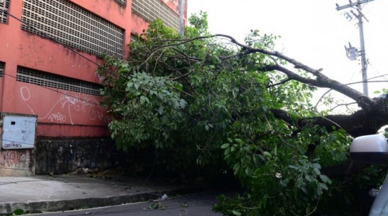 Acidente faz árvore cair por sorte ninguém ficou feriado