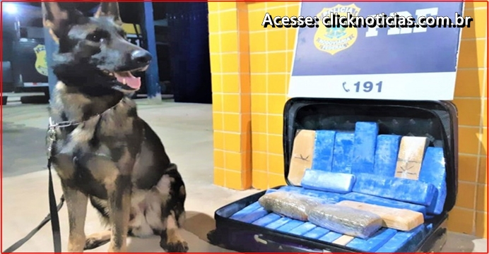 Veja Vídeo: PRF apreende 22 kg de maconha em ônibus de turismo no Nordeste