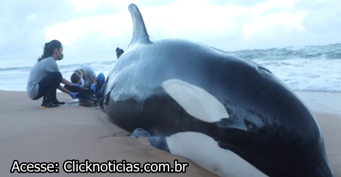 VÍDEO: PARA NÃO SOFRER MUITO BALEIA ORCA QUE ENCALHOU EM GUARAJUBA FOI SACRIFICADA