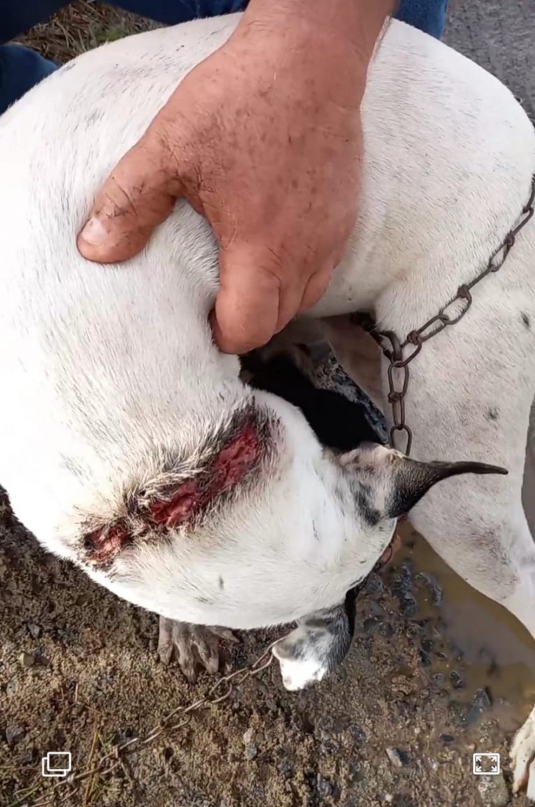 Cão da raça Pitibull é encontrado com pescoço em carne viva após usar corrente super apertada. VEJA VÍDEOS