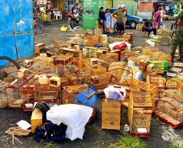 Operação resgata quase 400 animais silvestres em Feira de Santana