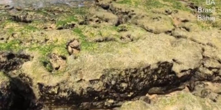 Novas manchas de óleo aparecem em praia da Bahia