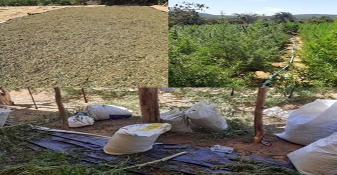 Polícia apreende plantação com 20 mil pés de maconha na Chapada Diamantina