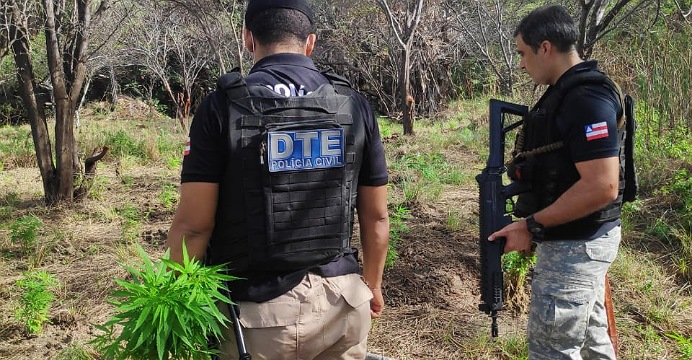 Polícia erradica plantação com três mil pés de maconha