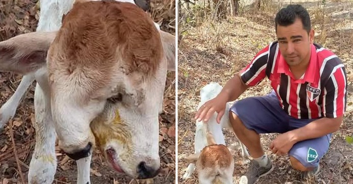 Bezerro nasce com duas cabeças em Macaúbas na Bahia