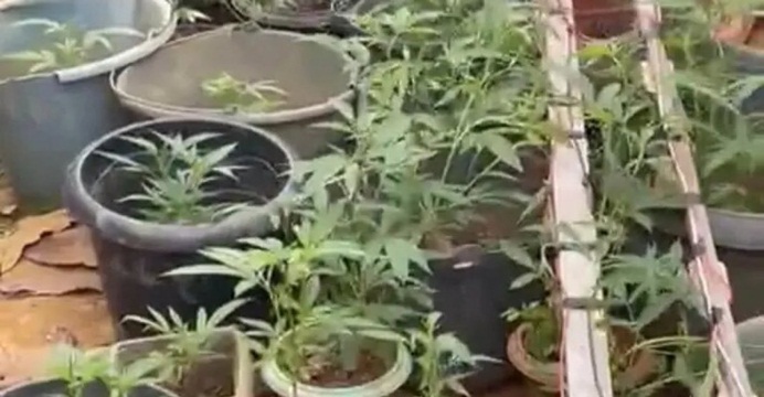 Polícia Militar encontra cerca de 2 mil pés de maconha na zona rural de Itacaré