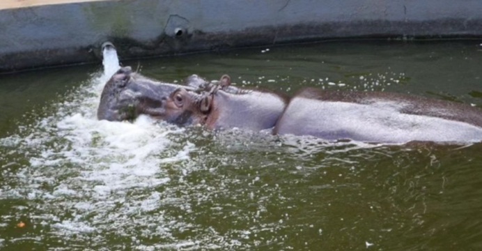 Para amenizar o calor, animais do zoológico de Salvador receberão sorvete