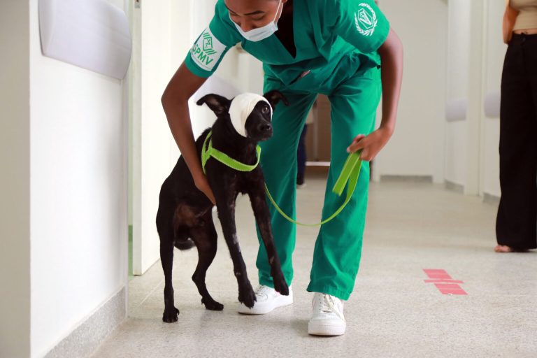 Hospital Veterinário registra 1,1 mil atendimentos em 15 dias